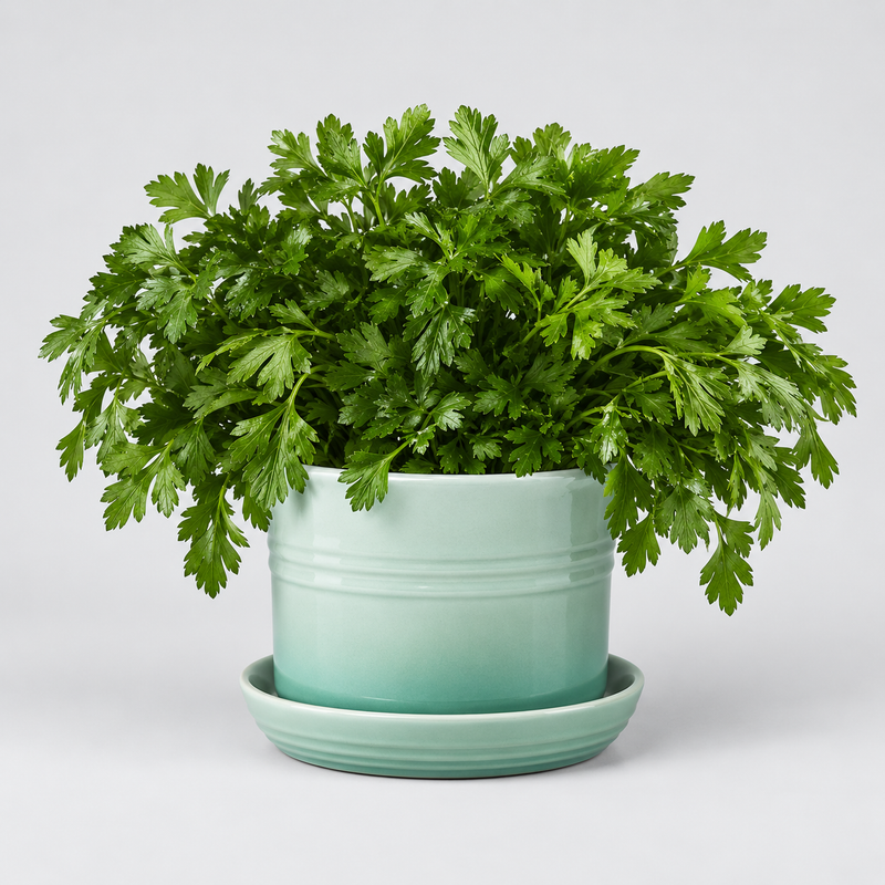 Le Creuset 14 cm Stoneware Herb Planter, Sage