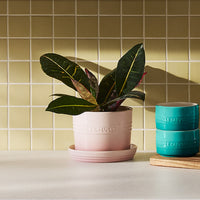 Le Creuset 14 cm Stoneware Herb Planter, Shell Pink